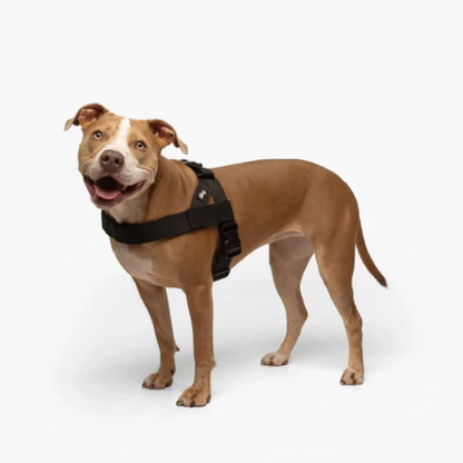 Harnais - Friendly Dog