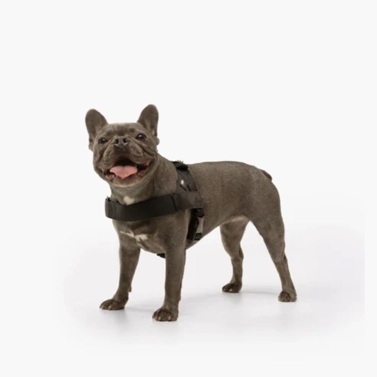 Harnais - Friendly Dog