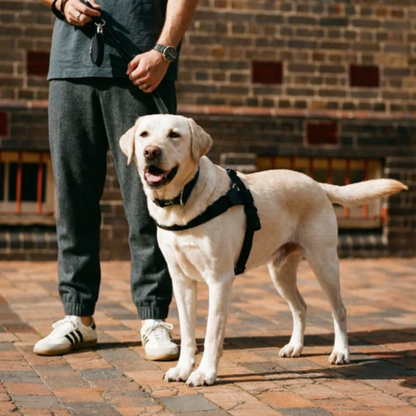 Harnais - Friendly Dog