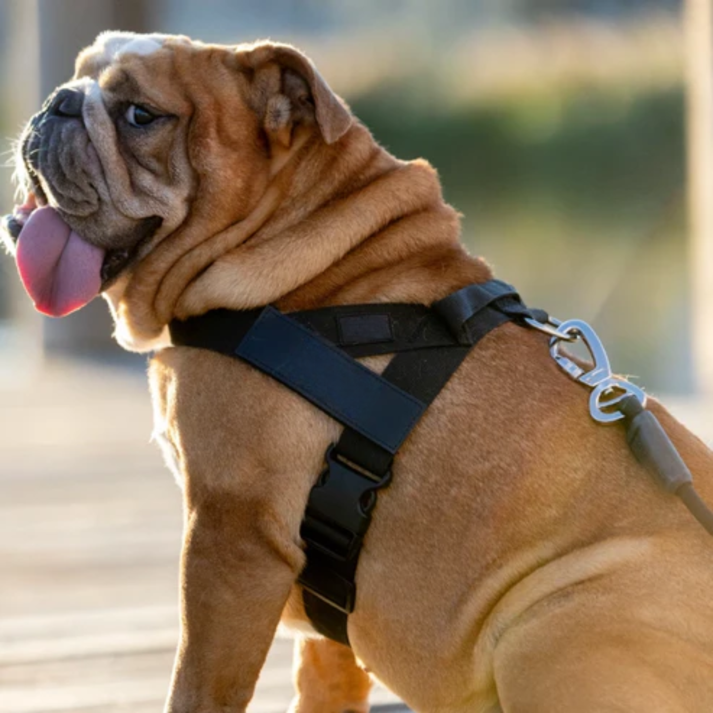 Harnais - Friendly Dog