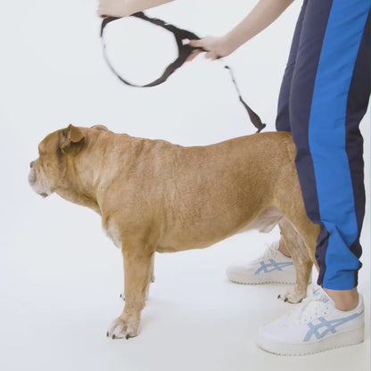 Harnais - Friendly Dog